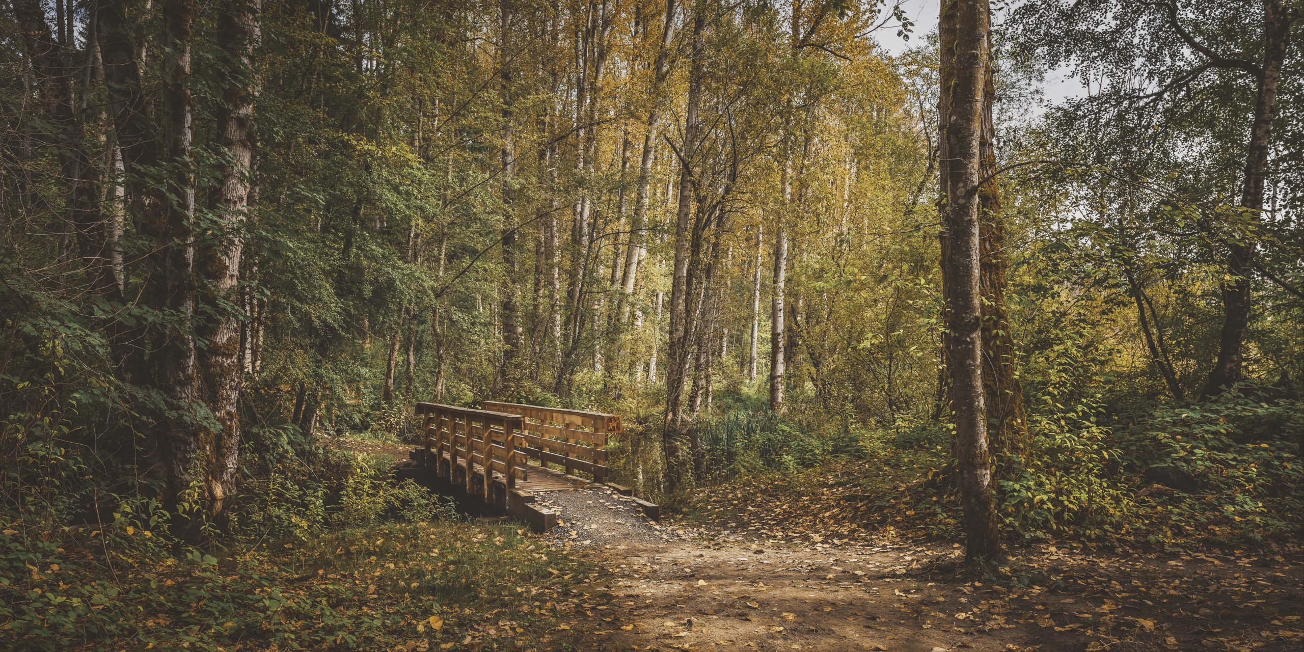 A wide shot of a wooden bridge in the middle of a forest with green and yellow leafed trees